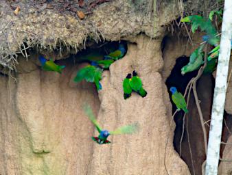 Tambopata Lick Bird Blue Headed Orange Cheeked Mealy Parrot