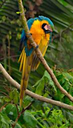 Blue Yellow Macaw