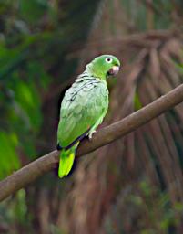 Mealy Parrot