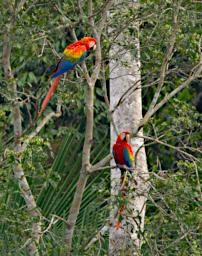 Scarlet Macaw