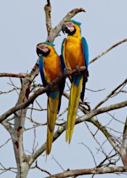 Blue Yellow Macaw