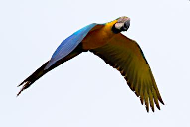 Blue Yellow Macaw