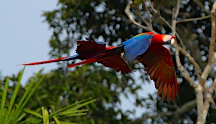 Red Green Macaw