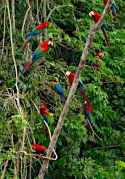 Blue Yellow Red Green Macaw