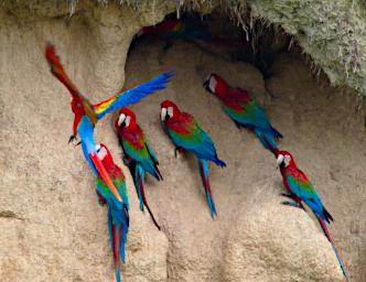 Tambopata Lick Bird Red Green Scarlet Macaw