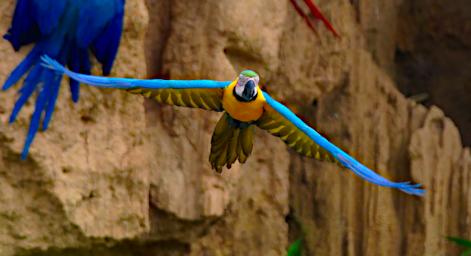 Blue Yellow Macaw