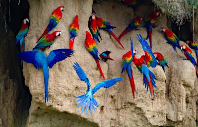 Lick Macaws