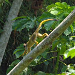 Tambopata Dusky Titi Monkey