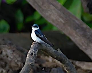 Tambopata LCocochoca Bird White Winged Swallow