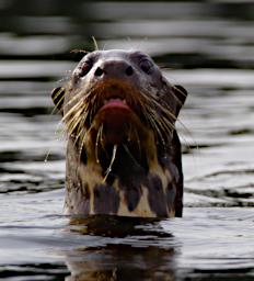 Tambopata LCocochoca Otter