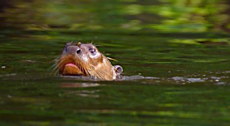 Tambopata LCocochoca Otter