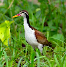 Tambopata LCocochoca Bird Wattled Jacana