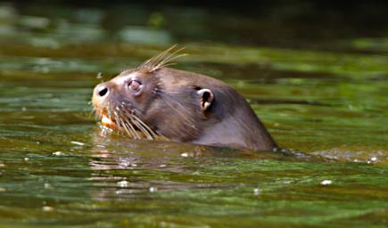 Tambopata LCocochoca Otter