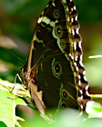 Tambopata LCocochoca Butterfly Morpho Achilles