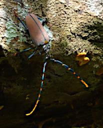 Tambopata LCocochoca Bug Big Antenna