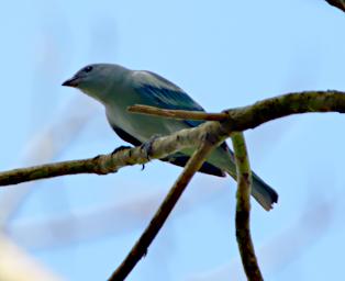 Tambopata LCocochoca Bird Blue Gray Tanager