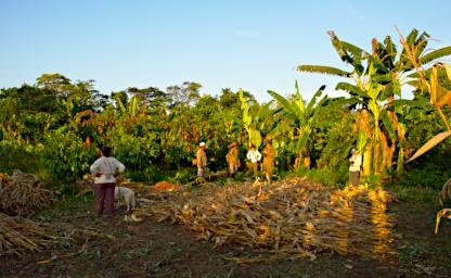 Tambopata LCocochoca Farm Maize Harvest