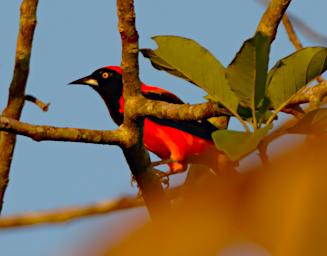 Tambopata LCocochoca Bird Orange Backed Troupial