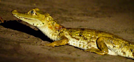 Tambopata LCocochoca White Caiman