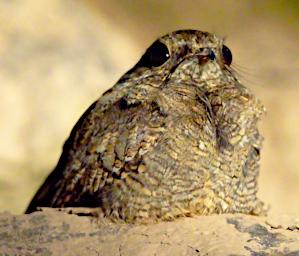 Tambopata LCocochoca Bird Ladder Tailed Nightjar