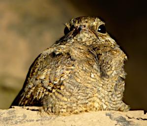 Tambopata LCocochoca Bird Ladder Tailed Nightjar