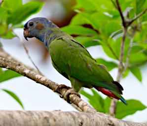 Tambopata LXxx Bird Blue Headed Parrot