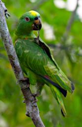 Tambopata LXxx Bird Yellow Crowned Parrot