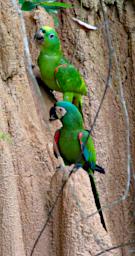Tambopata LXxx Lick Bird Yellow Crowned Parrot Chestnut Fronted Macaw