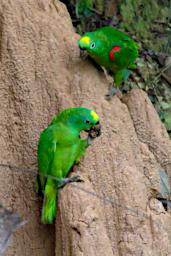 Tambopata LXxx Lick Bird Yellow Crowned Parrot Chestnut Fronted Macaw