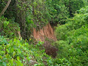 Tambopata LXxx Empty Lick