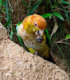 Tambopata LXxx Lick Bird White Bellied Parrot