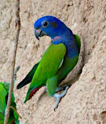 Tambopata LXxx Lick Bird Blue Headed Parrot