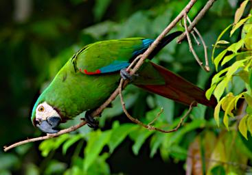 Tambopata LXxx Bird Chestnut Fronted Macaw