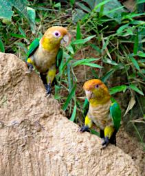 Tambopata LXxx Lick Bird White Bellied Parrot