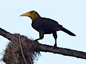 Tambopata LXxx Bird Russet Backed Oropendola