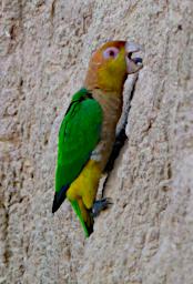 Tambopata LXxx Lick Bird White Bellied Parrot