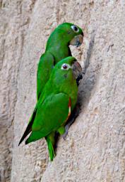 Tambopata LXxx Lick Bird White Eyed Parakeet