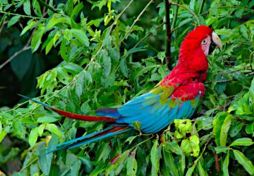 Tambopata LXxx Bird Red Green Macaw