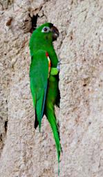 Tambopata LXxx Lick Bird White Bellied Parrot White Eyed Parakeet