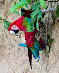 Tambopata LXxx Lick Bird Red Green Macaw
