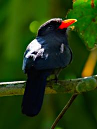 Tambopata LXxx Bird Black Fronted Nunbird