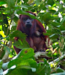 Tambopata LXxx Red Howler Monkey