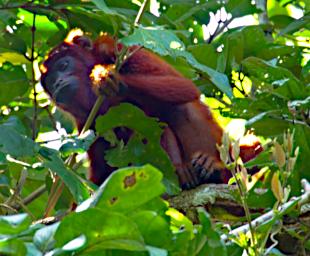 Tambopata LXxx Red Howler Monkey