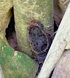 Tambopata LXxx Tree Ants