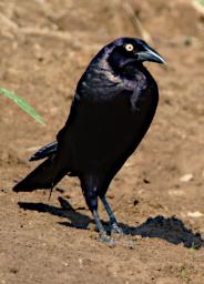 Tambopata LXxx Capybara Bird Xxx Giant Cowbird