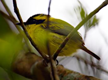 Tambopata Bird Yellow Browed Tody Flycatcher