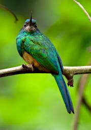 Tambopata Bird Xxx Hummingbird