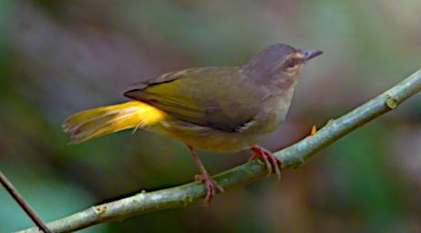 Tambopata Bird Xxx