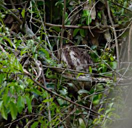 Tambopata Three Toed Sloth