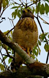 Tambopata Bird Roadside Hawk